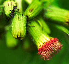 赤い花が咲きそう