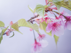 河津桜はもう葉桜
