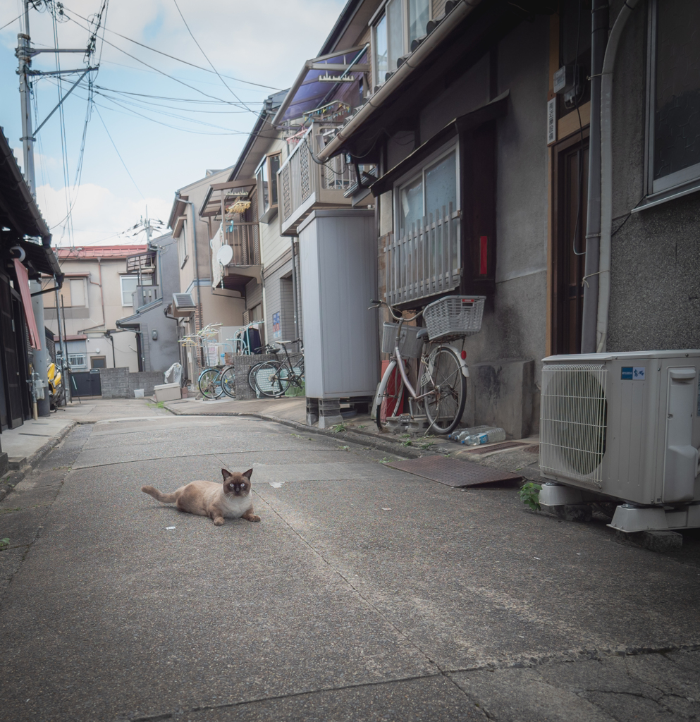 あと一歩でも近づいたら逃げる猫
