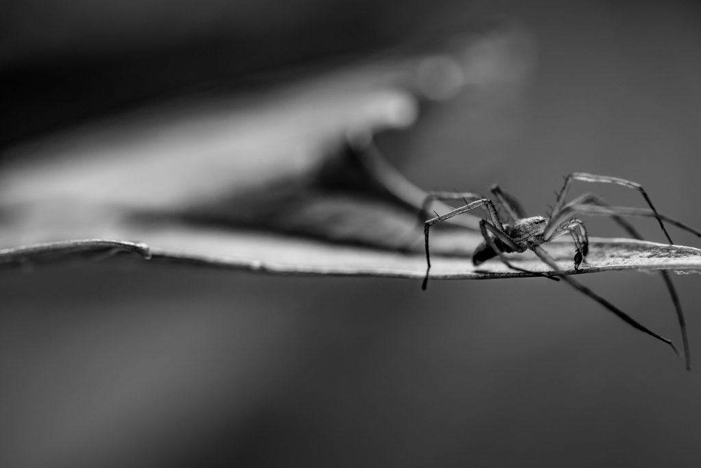 退屈そうな蜘蛛