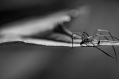 退屈そうな蜘蛛