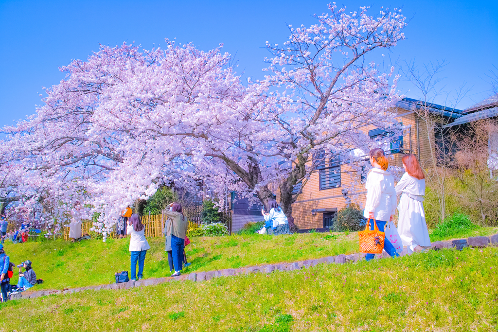 加茂川の桜