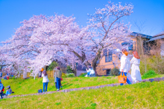 加茂川の桜 加茂川の桜