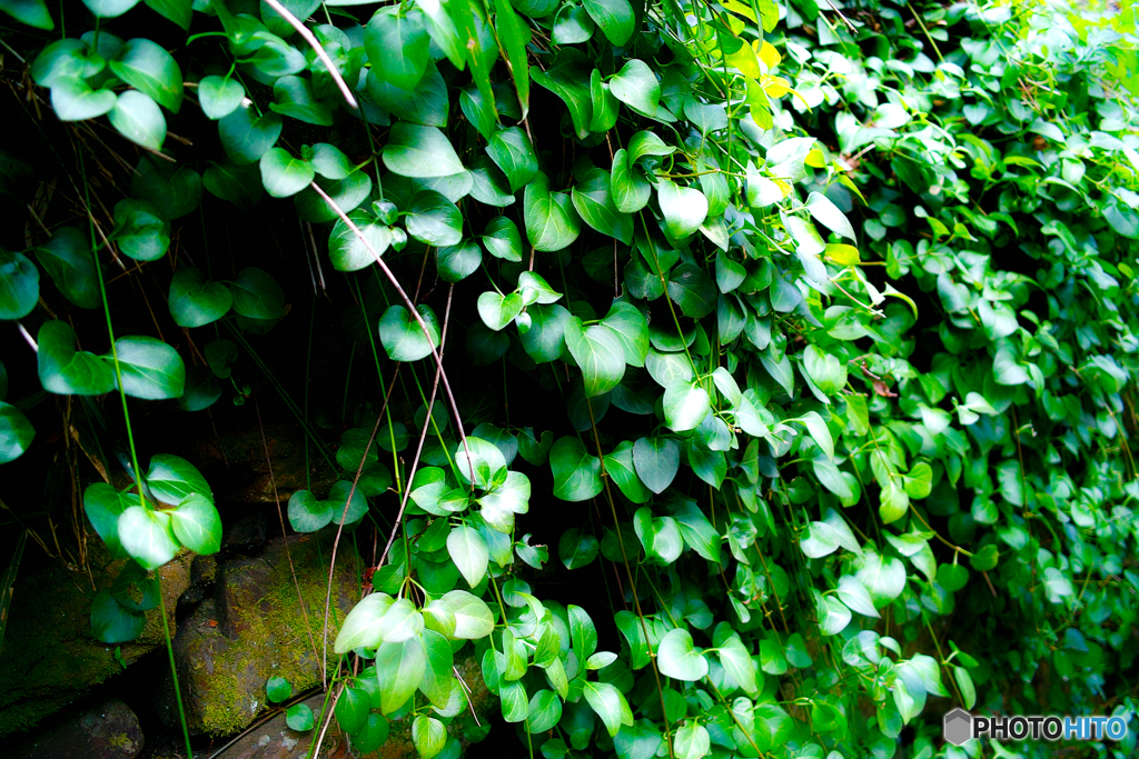 緑に覆われた石垣