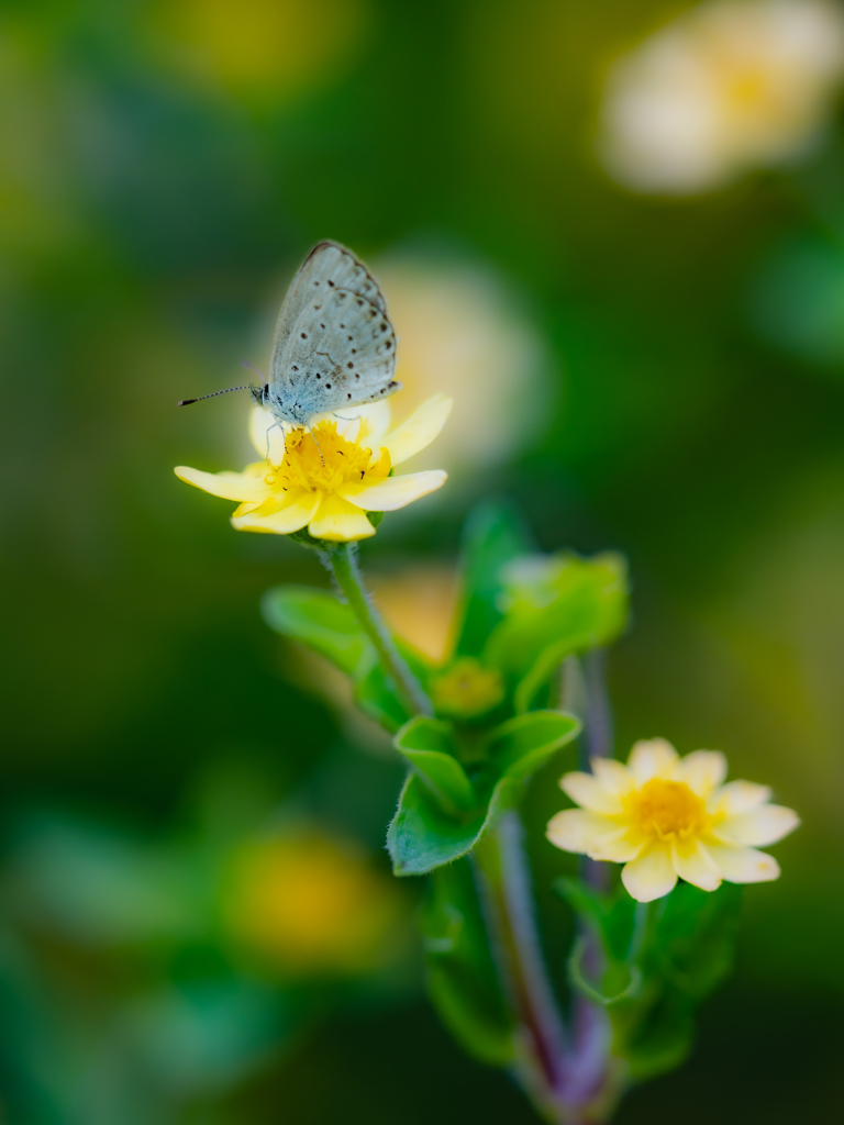 黄色い花とシジミ蝶