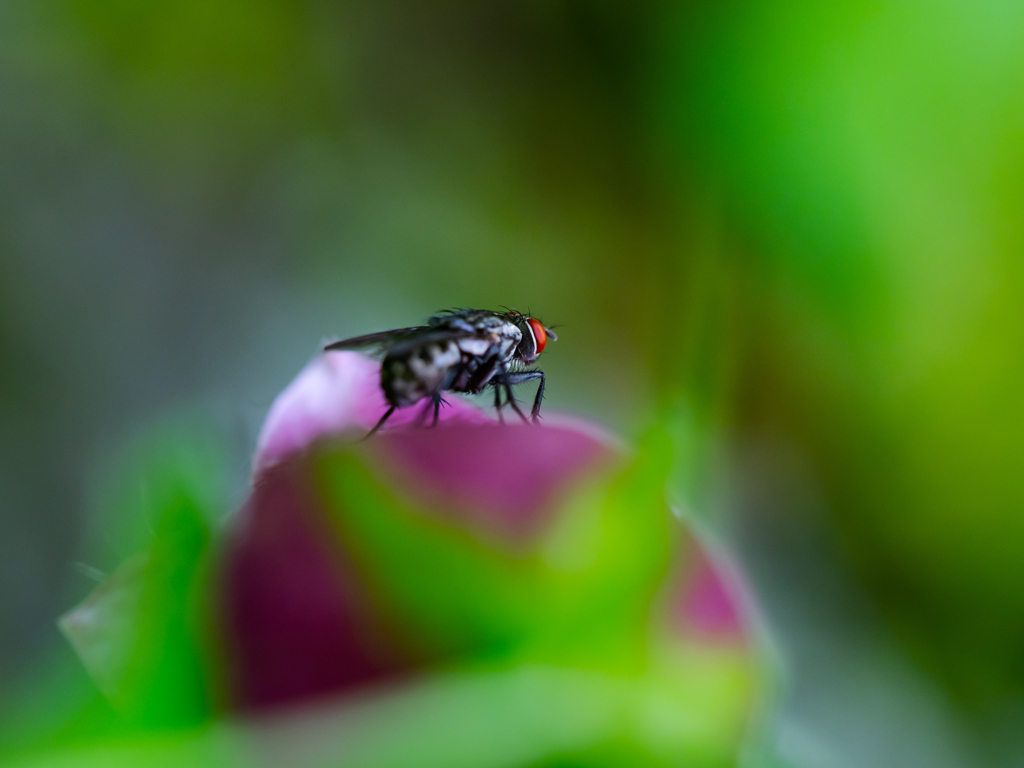 仮面ライダーだっ！！