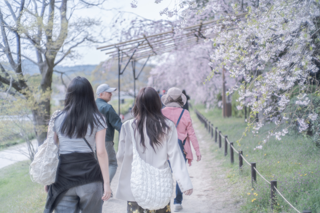 桜に負けない綺麗なお二人