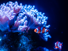 ニモニモ負ケズ