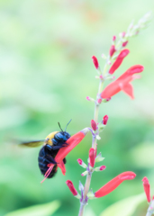 クマさんガシッと