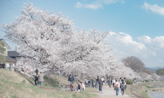 満開の頃の桜