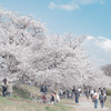 満開の頃の桜