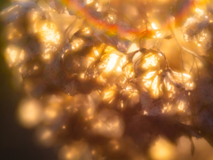 枯れ紫陽花輝く