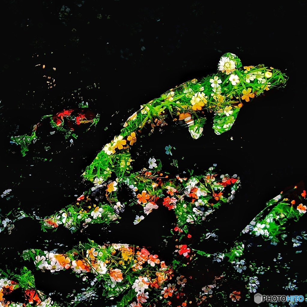 花柄鯉