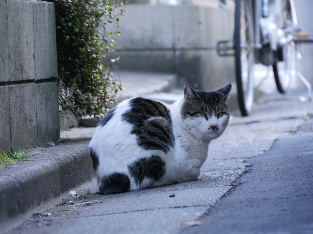 野良猫