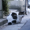 野良猫