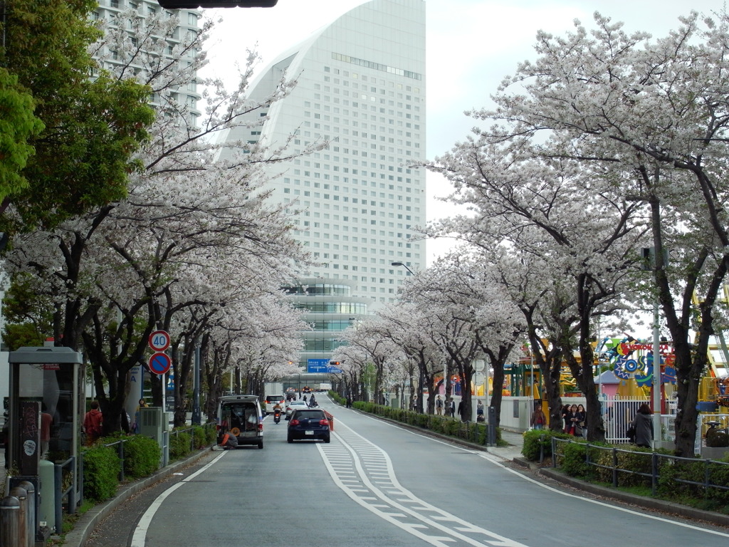 桜道