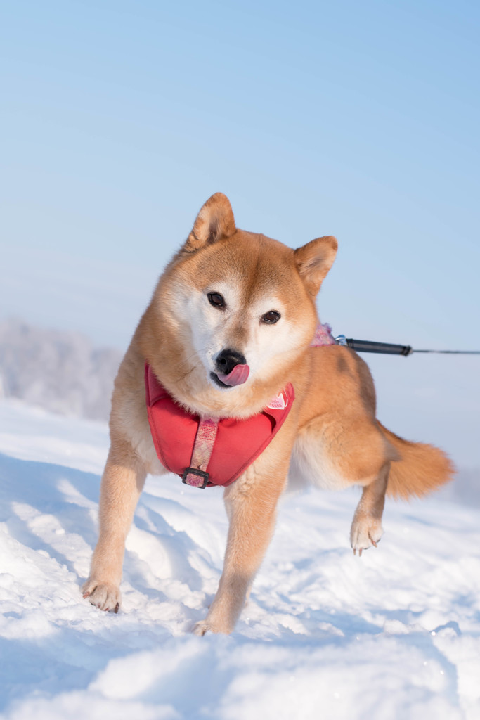 雪うまっ！