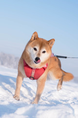 雪うまっ！