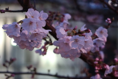 淀屋橋の桜、一気に咲き始めました