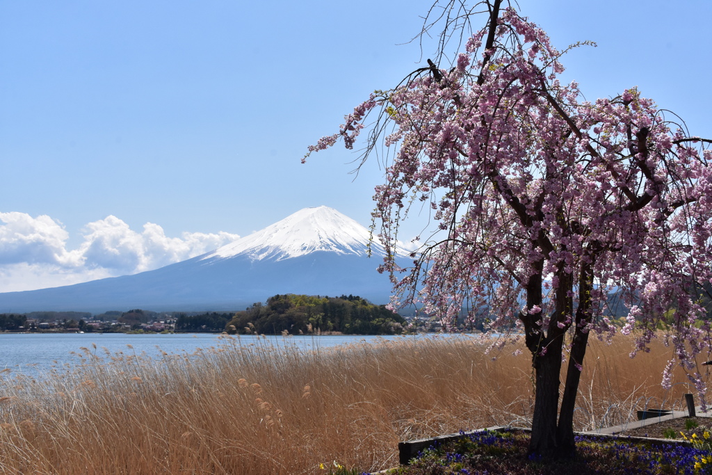 大石公園の桜