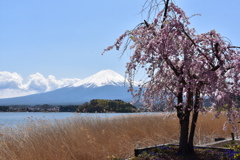 大石公園の桜