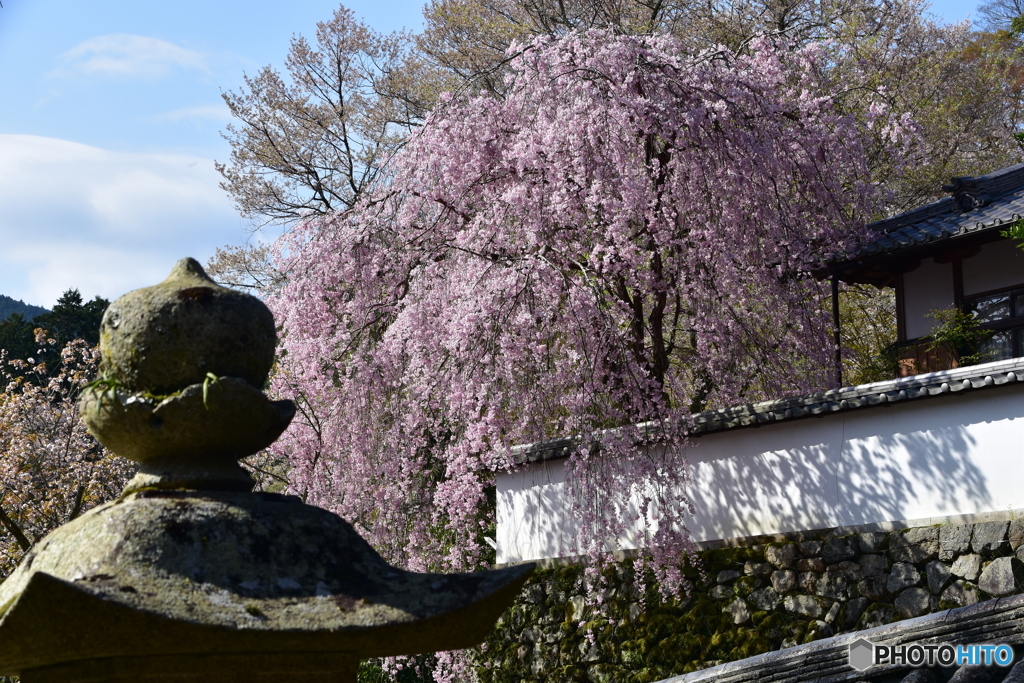 長谷寺の桜③