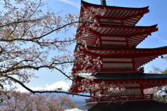 忠霊塔と桜