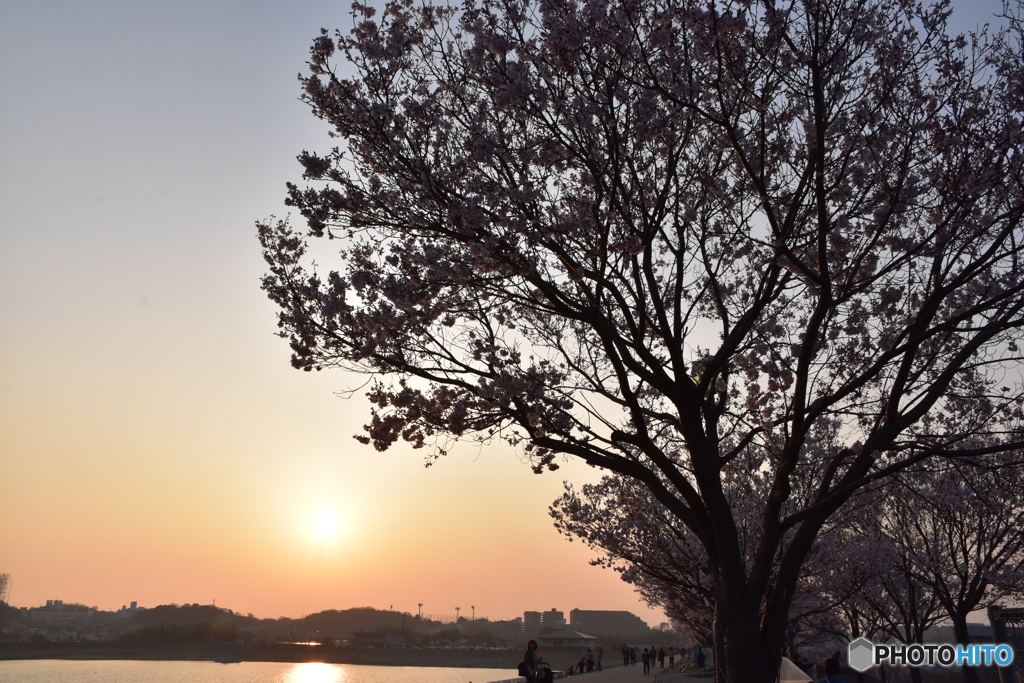 夕日と桜