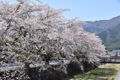 大石公園の桜