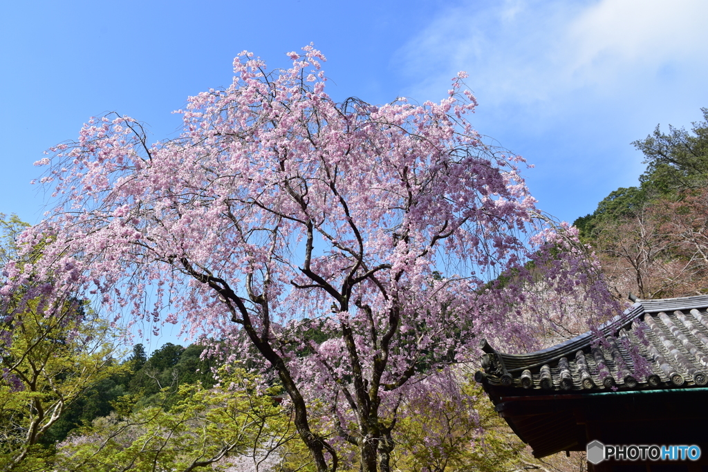 長谷寺の桜④
