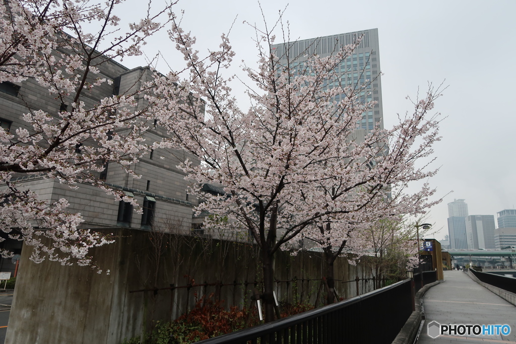 淀屋橋の桜3 