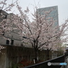 淀屋橋の桜3 