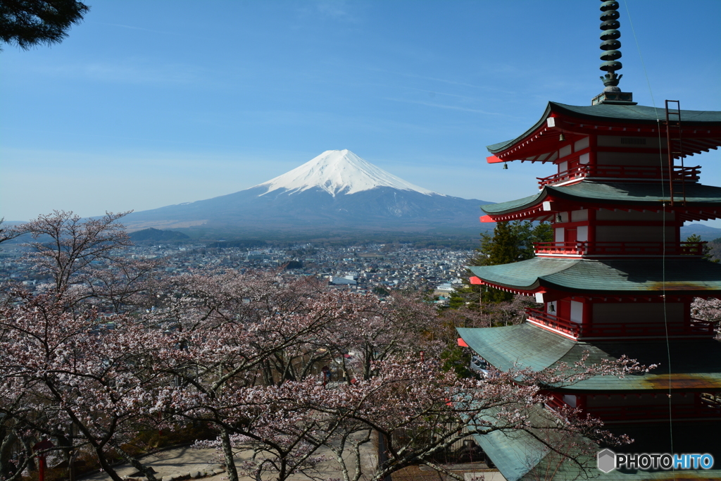 桜と富士山