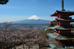 桜と富士山