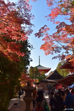 高野山の紅葉です。