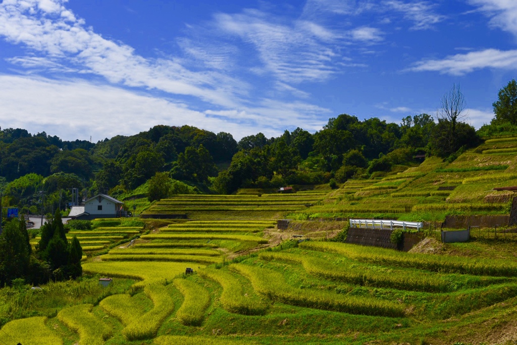 千早赤阪村の棚田