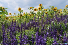 美瑛の花①