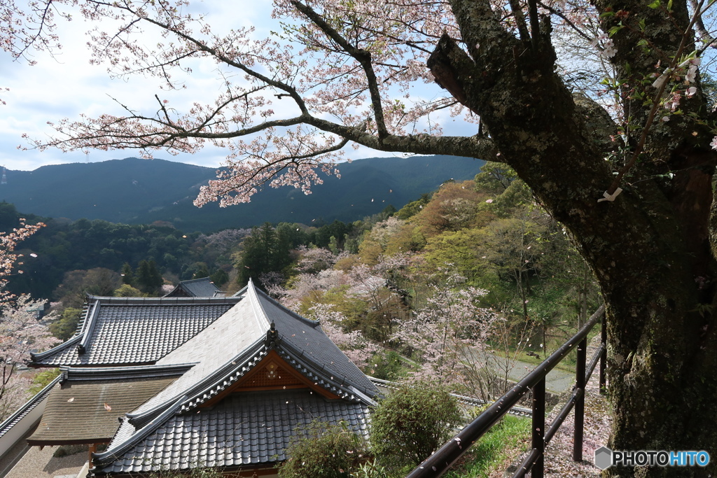 奈良県長谷寺の桜④