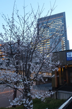 淀屋橋の桜、一気に咲き始めました2