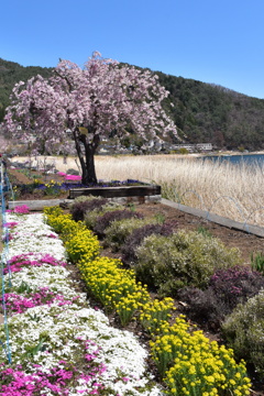 大磯公園の花たち