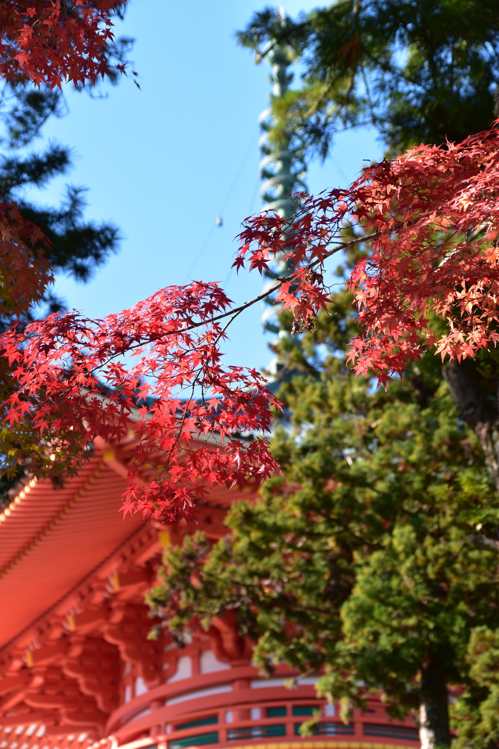 高野山の紅葉②