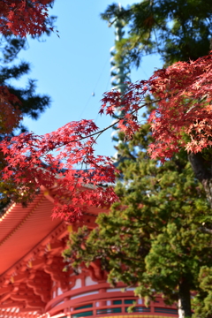 高野山の紅葉②