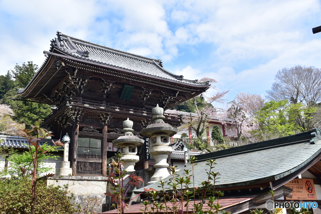 長谷寺の桜①