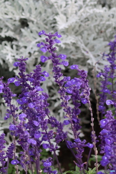 美瑛の花②