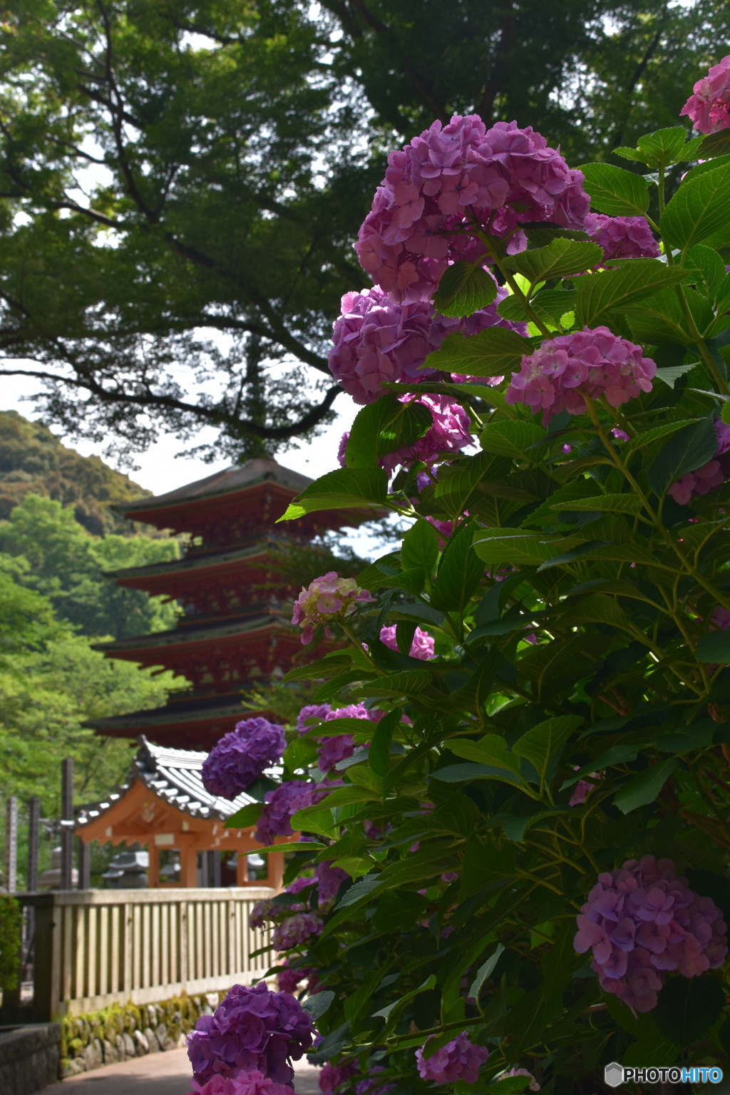長谷寺のアジサイ②