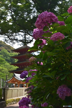 長谷寺のアジサイ②