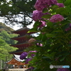 長谷寺のアジサイ②