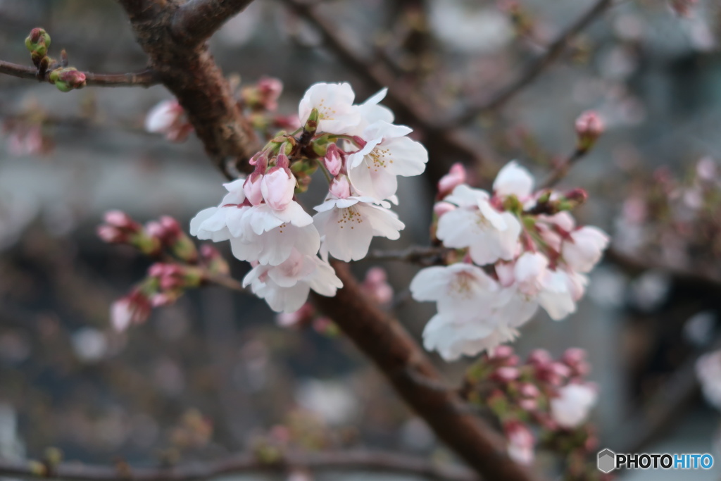 淀屋橋の桜、開花をはじめました。