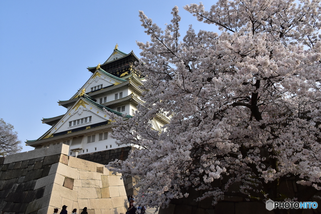 大坂城の桜