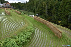 棚田（千早赤阪村）